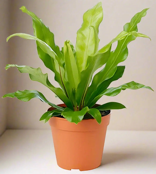 Fern 'Bird’s Nest Leslie' House Plant Dropship Botani Haven