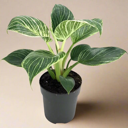 Philodendron 'Birkin' House Plant Dropship Botani Haven