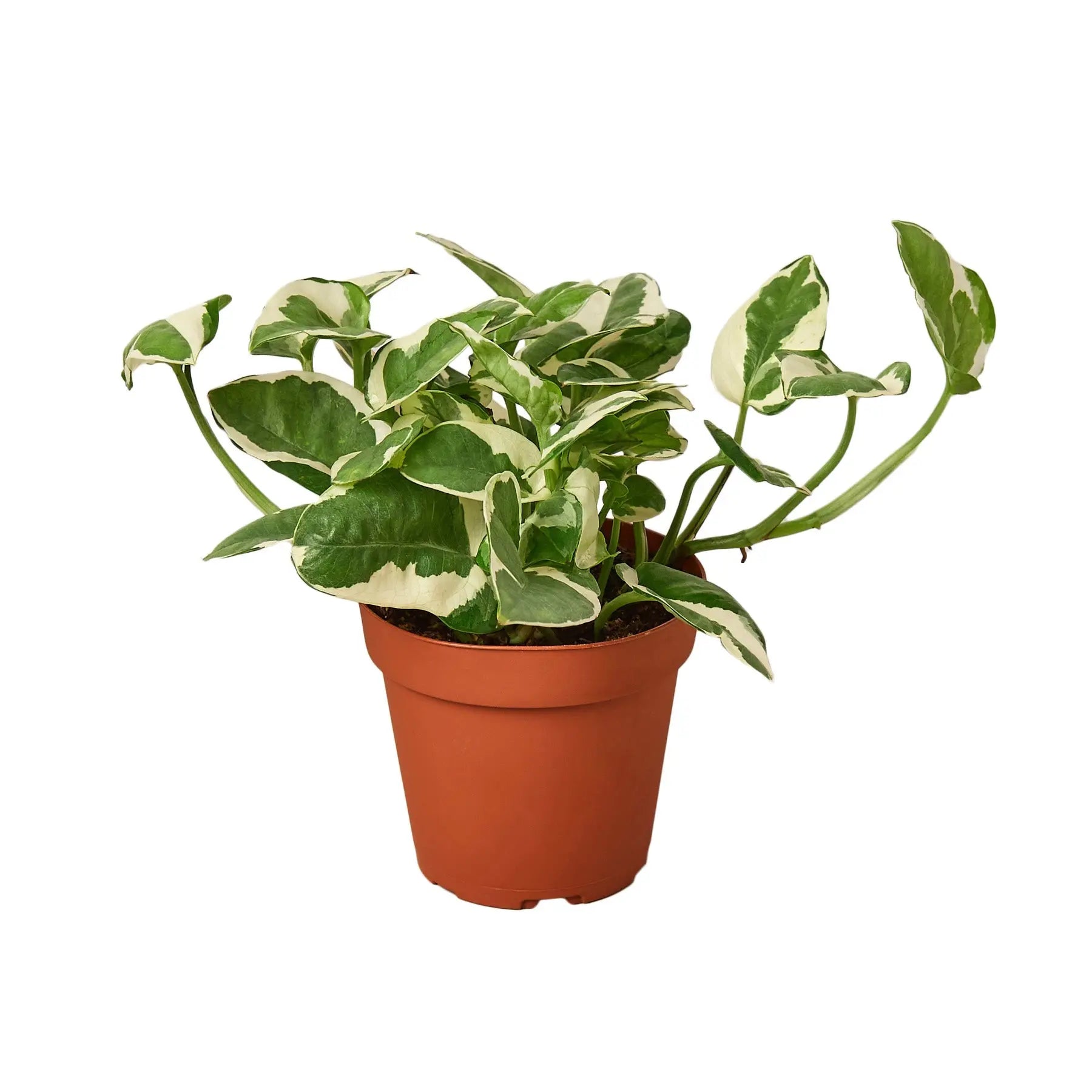 Pothos 'N'joy' House Plant Dropship Botani Haven