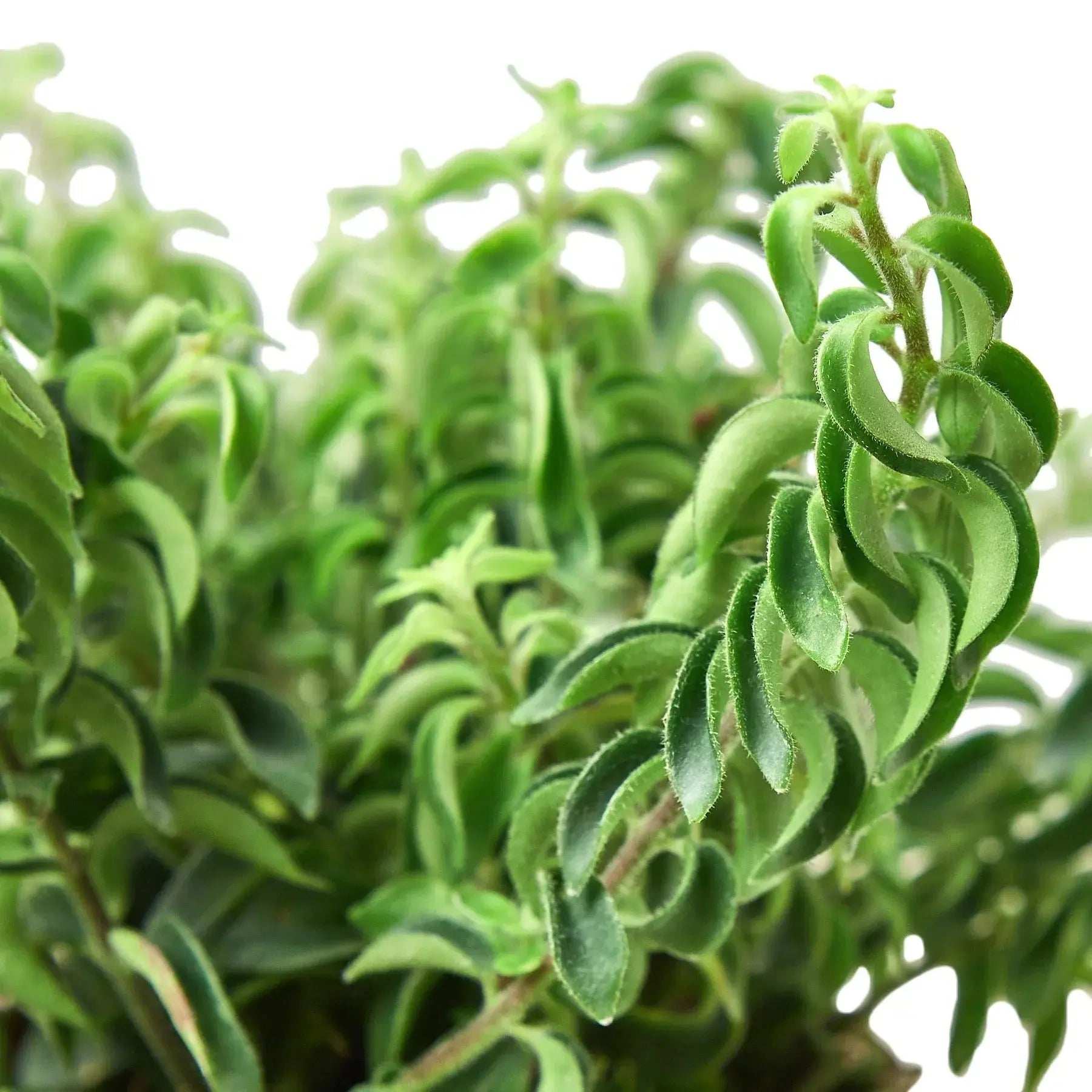 Curly Lipstick Plant House Plant Dropship Botani Haven