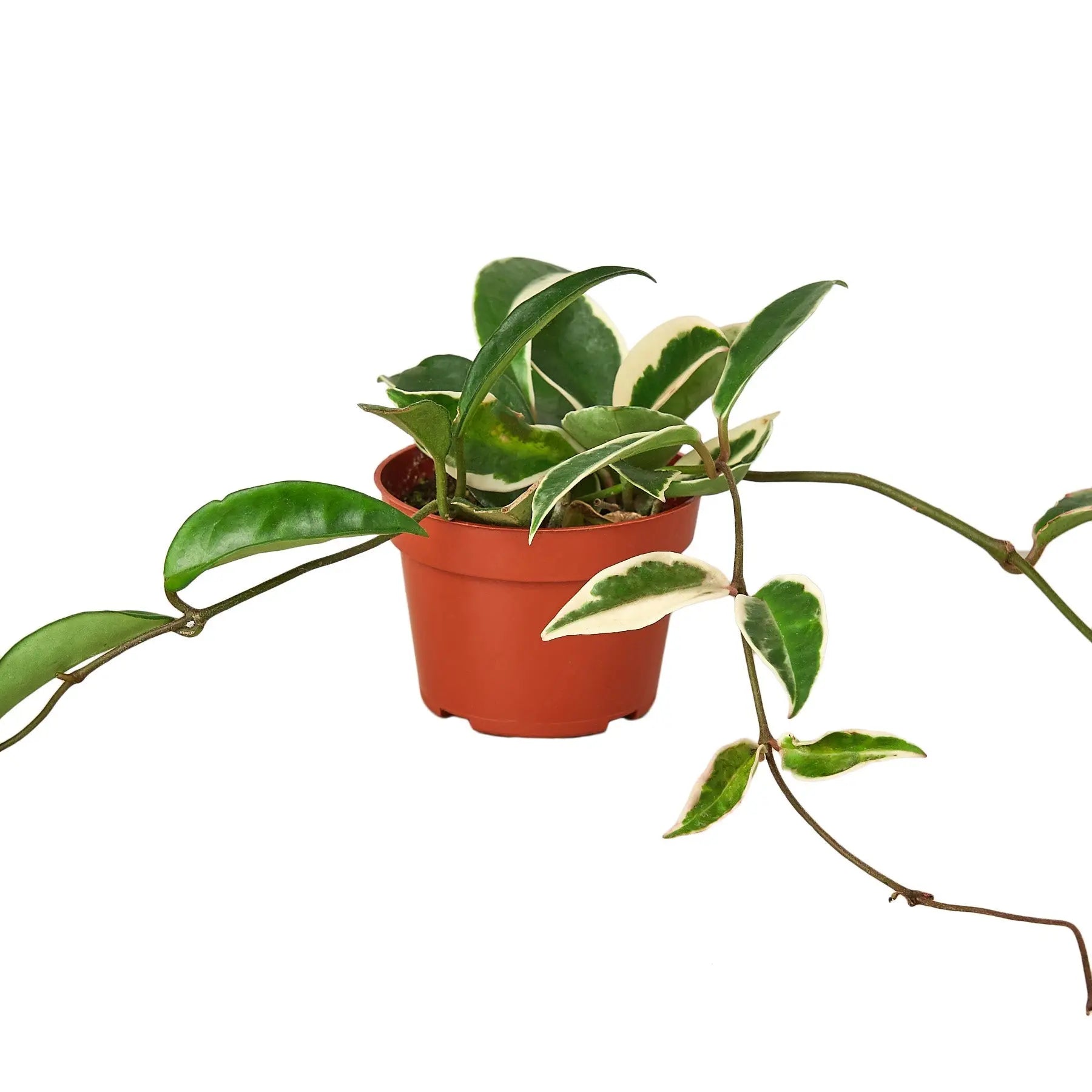 Hoya Carnosa 'Tricolor' House Plant Dropship Botani Haven