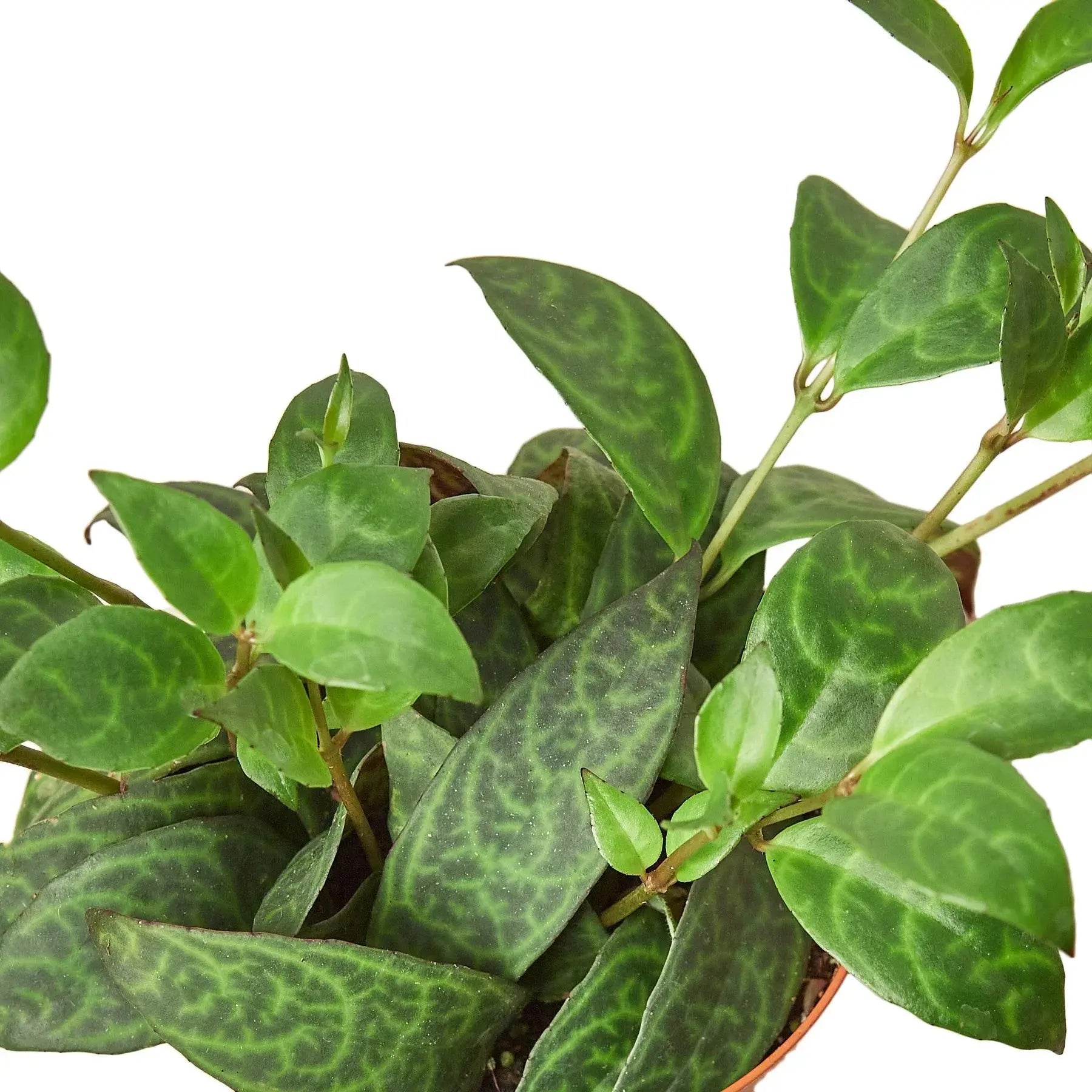 Lipstick 'Black Pagoda' House Plant Dropship Botani Haven
