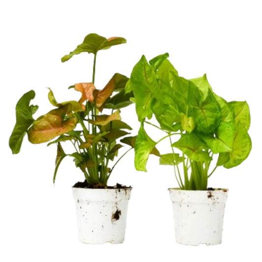 2 Syngonium Variety (Arrowhead Plant) / 4" Pot / Live Plant House Plant Dropship Botani Haven