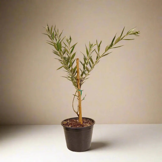 Common Olive Tree (Olea europaea) House Plant Dropship Botani Haven