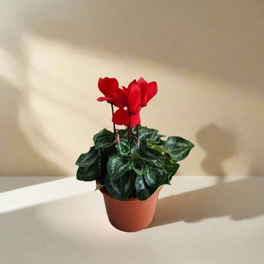 Cyclamen 'Red' House Plant Dropship Botani Haven