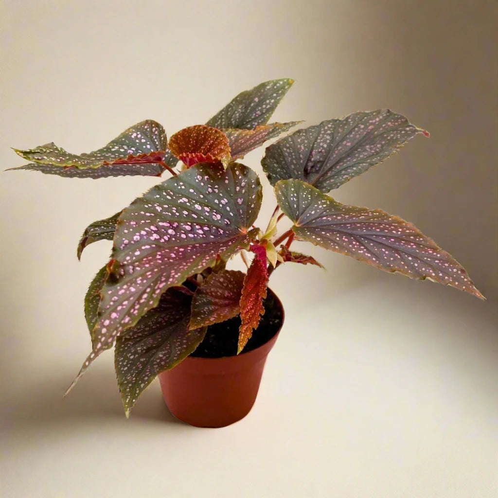 Begonia 'Pink Angel Wing'