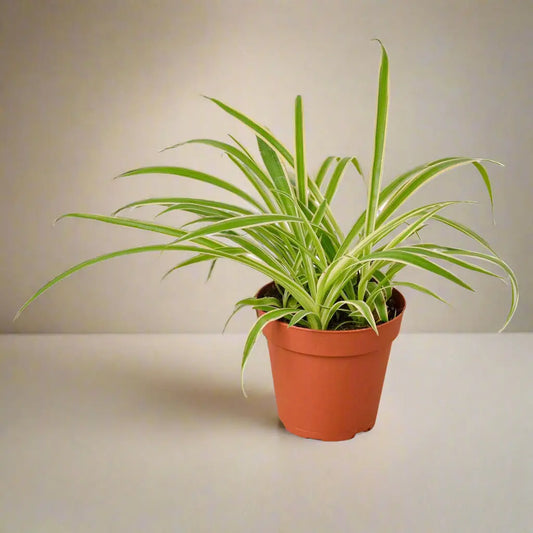 Spider Plant 'Reverse' House Plant Dropship Botani Haven