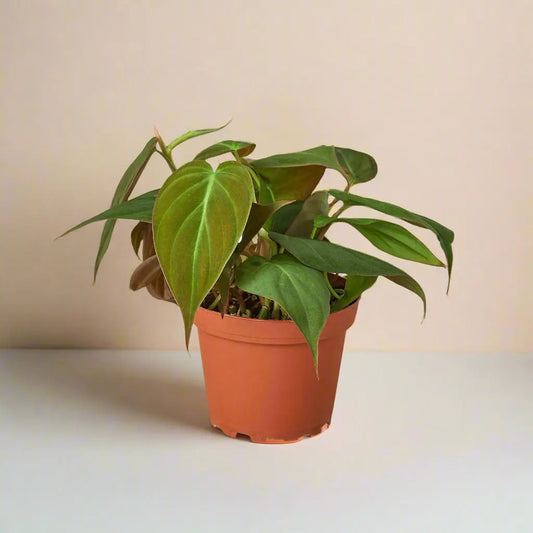 Philodendron 'Velvet' House Plant Dropship Botani Haven