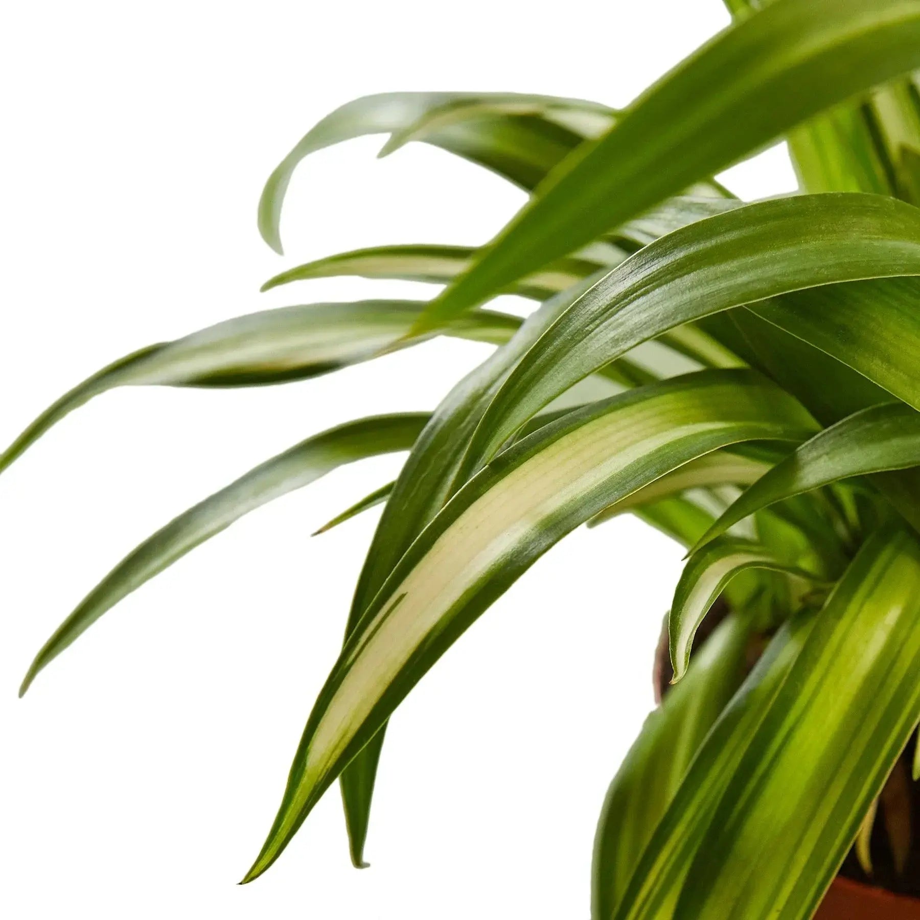 Spider Plant 'Hawaiian' House Plant Dropship Botani Haven