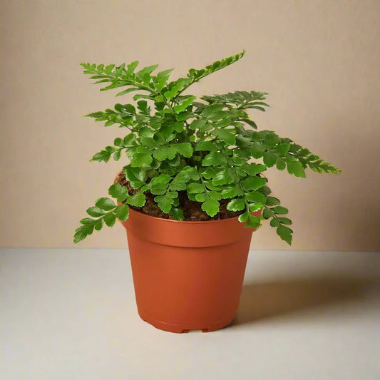 Fern 'Austral Gem' House Plant Dropship Botani Haven