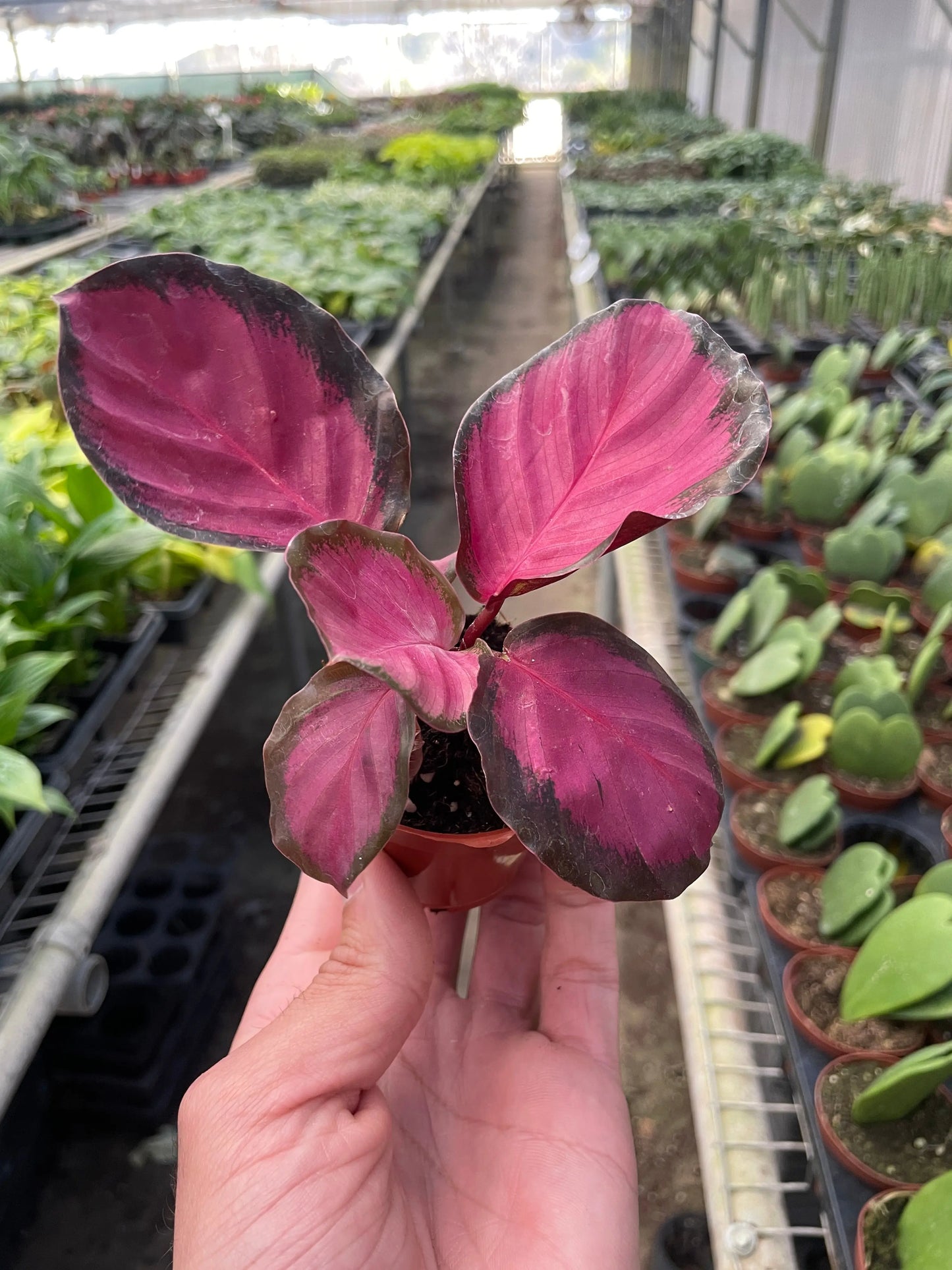 Calathea 'Purple Rose' House Plant Dropship Botani Haven