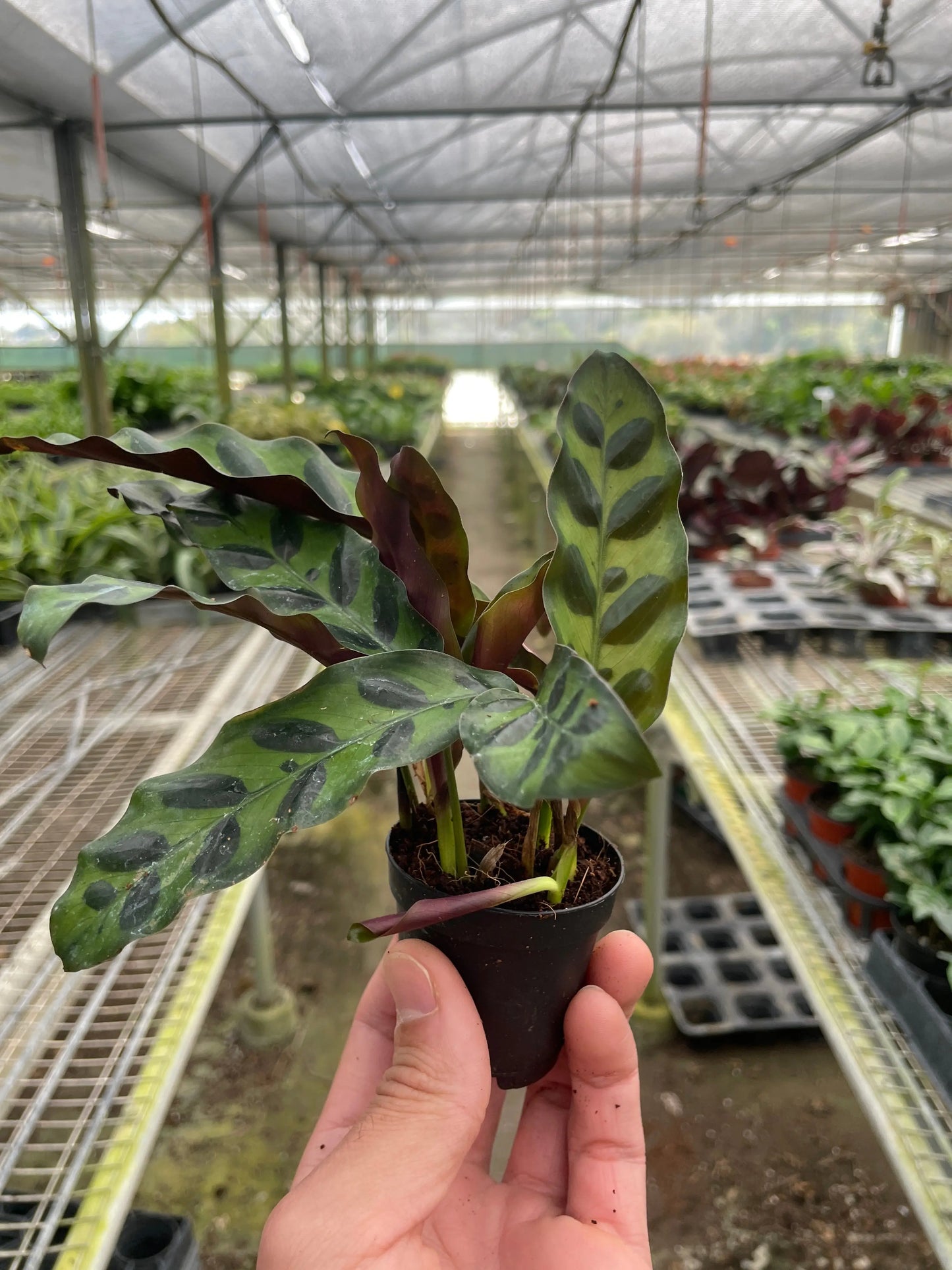 Calathea Lancifolia 'Rattlesnake' House Plant Dropship Botani Haven