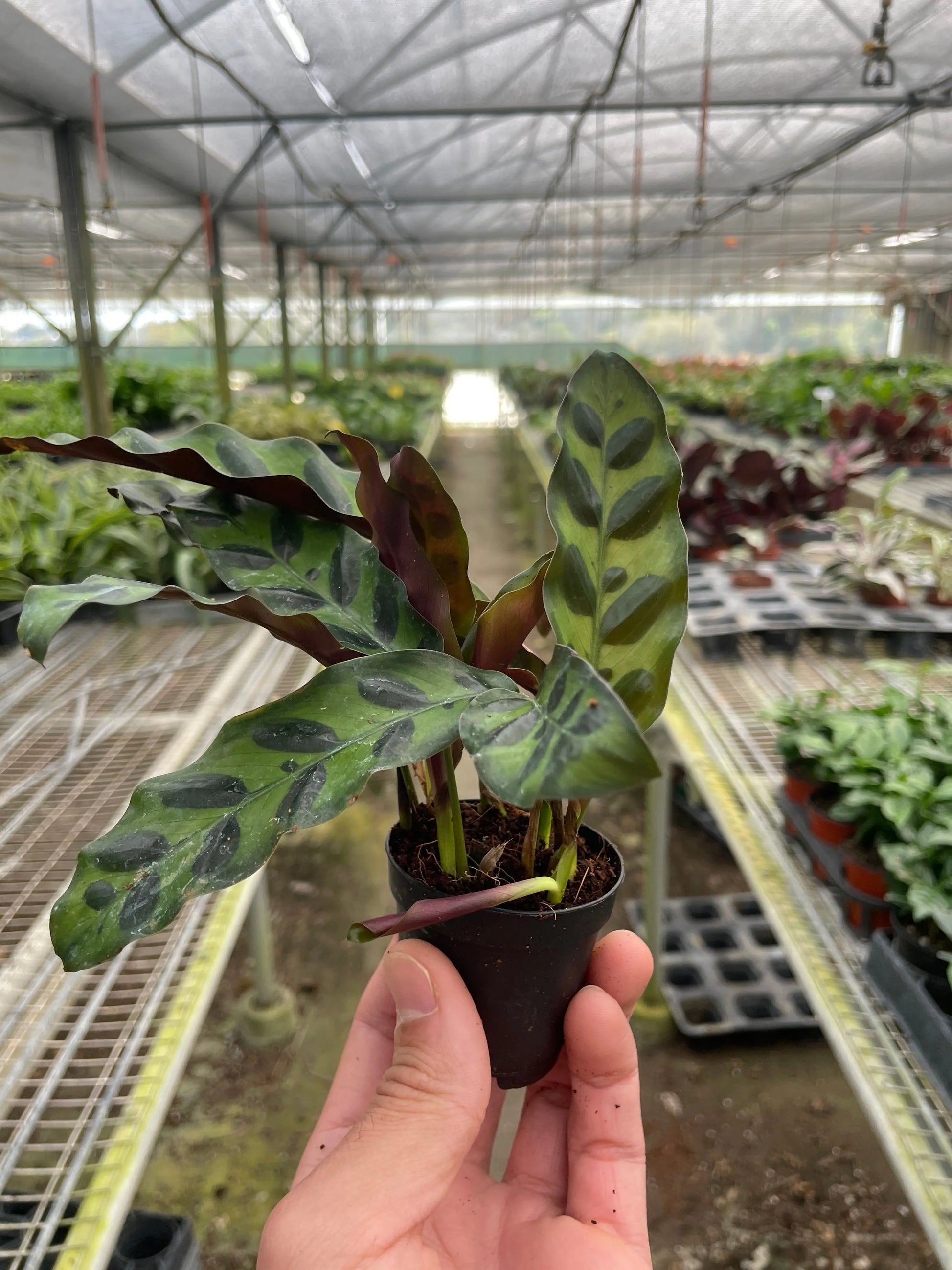 Calathea Lancifolia 'Rattlesnake' House Plant Dropship Botani Haven