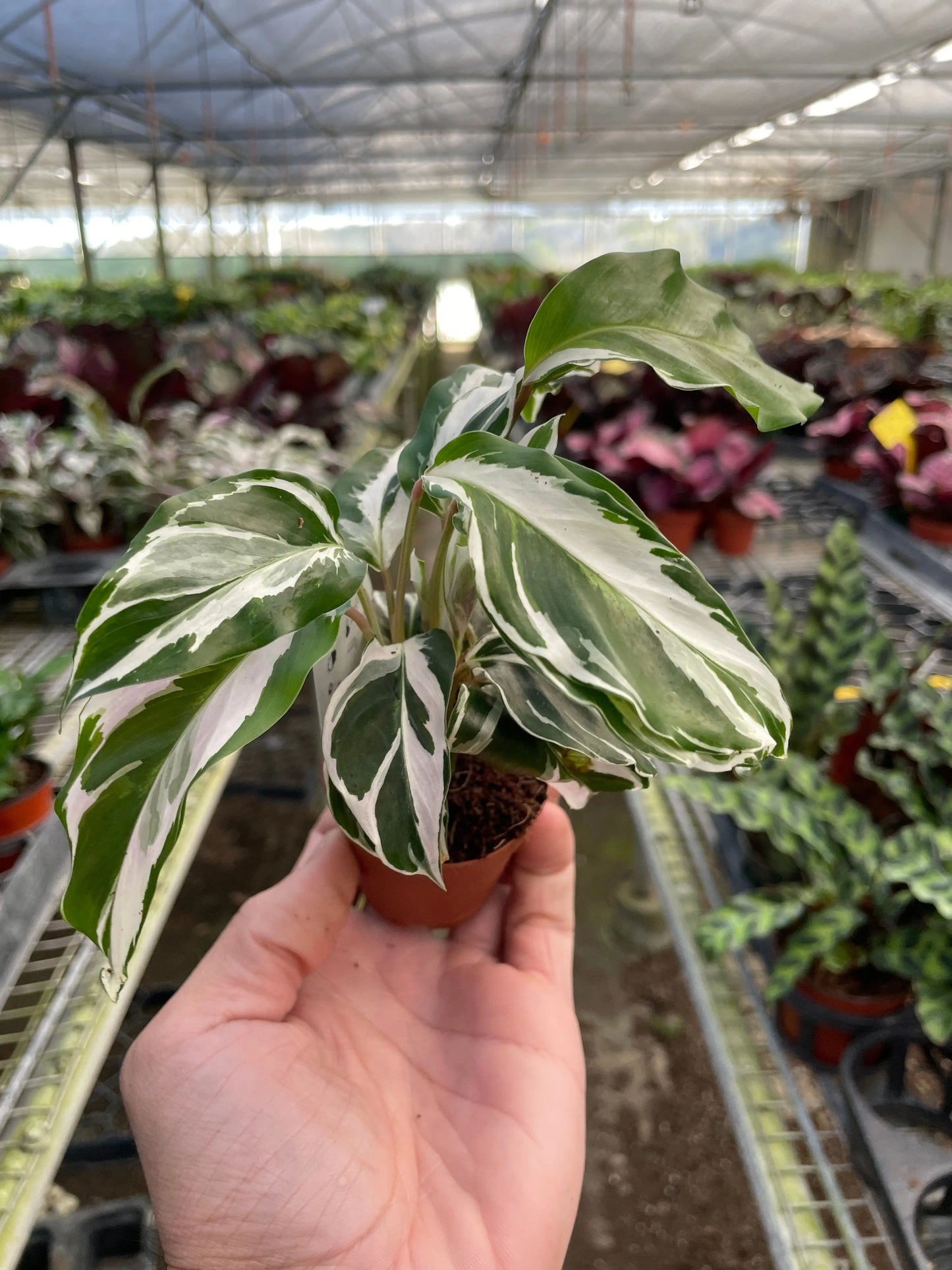 Calathea 'White Fusion' House Plant Dropship Botani Haven