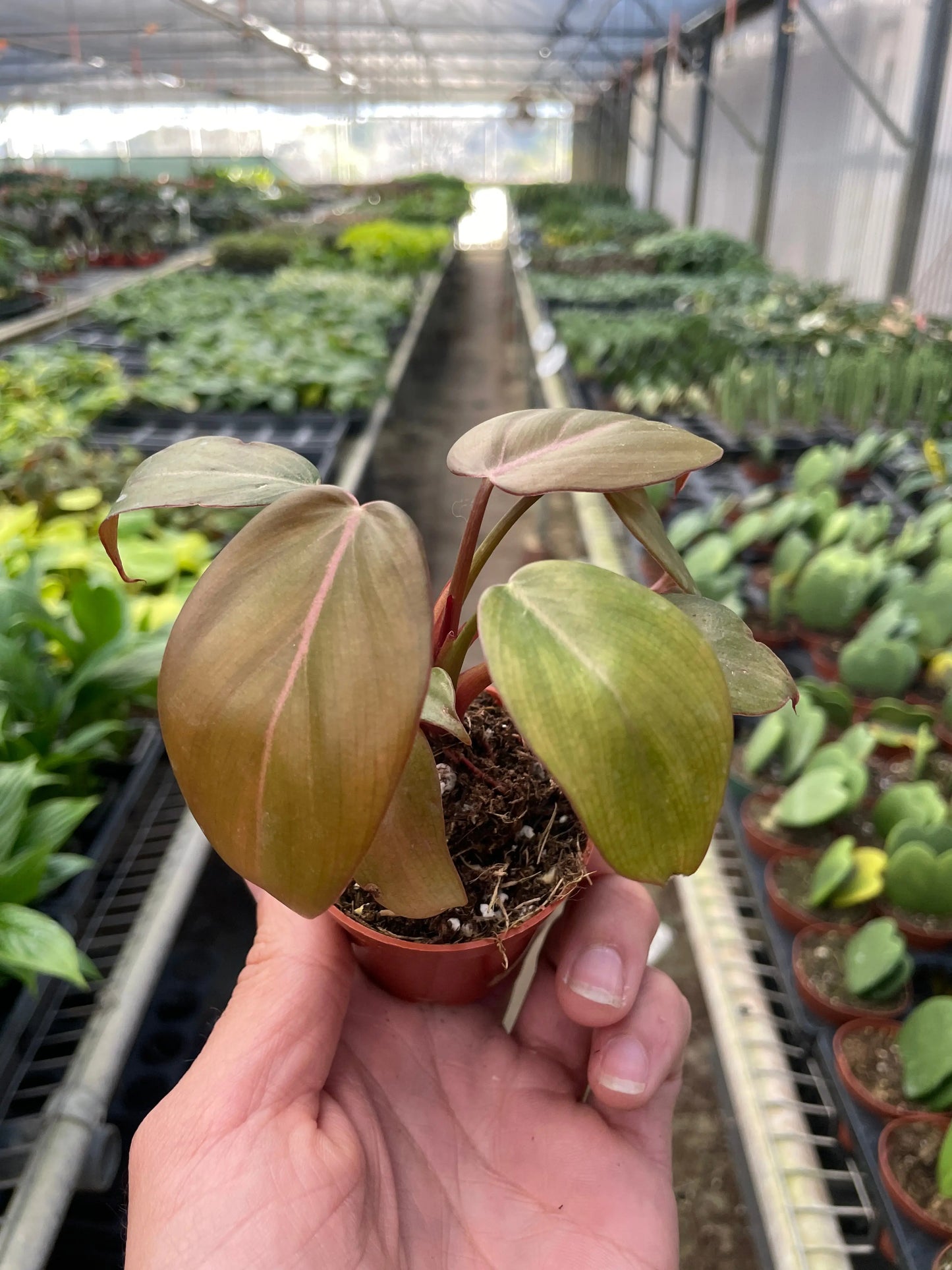 Philodendron 'Summer Glory' House Plant Dropship Botani Haven