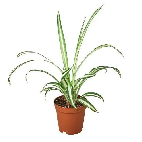 Spider Plant 'Reverse' House Plant Dropship Botani Haven