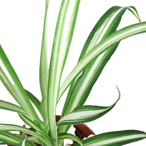 Spider Plant 'Reverse' House Plant Dropship Botani Haven