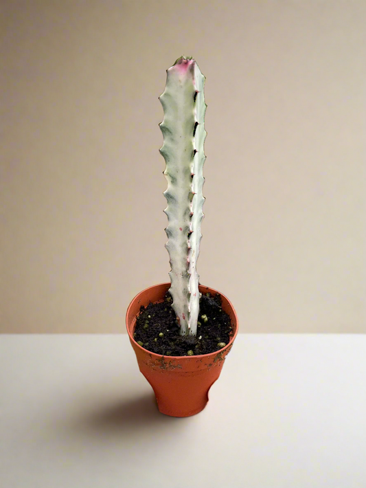 Succulent Euphorbia 'Dragon Bone'