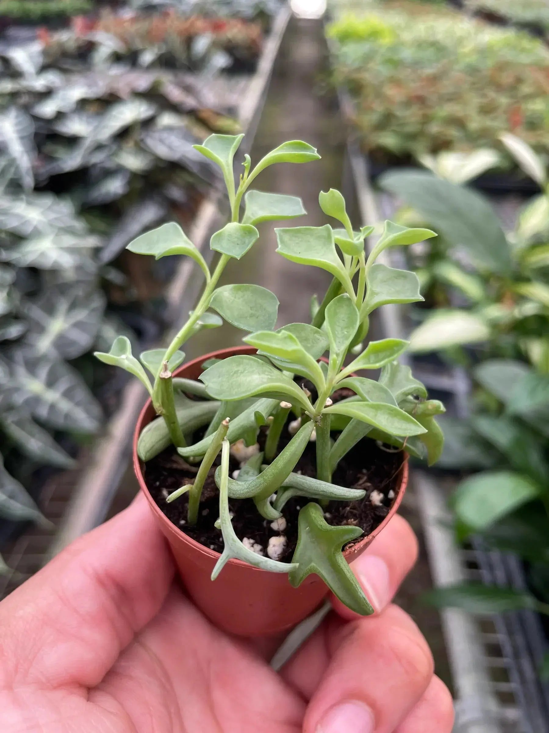 Succulent 'String of Dolphins' House Plant Dropship Botani Haven