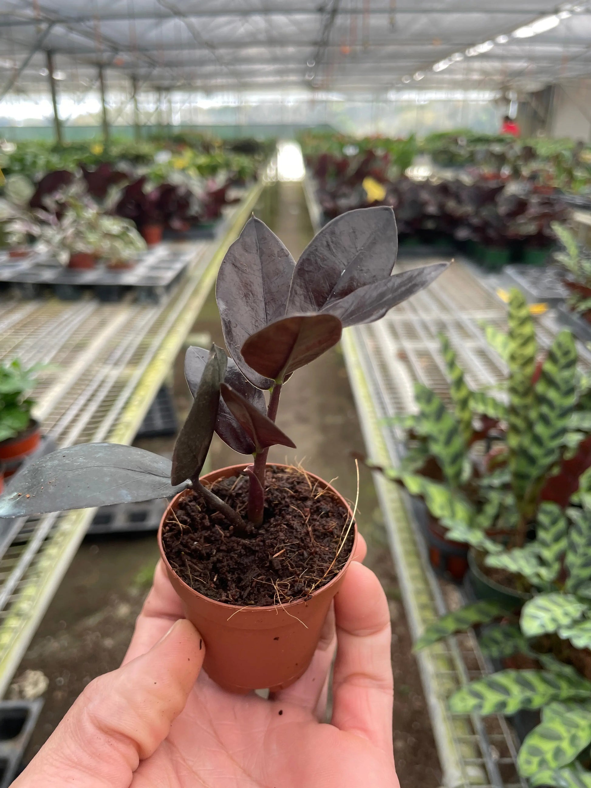Zamioculcas 'Black Queen' ZZ Plant House Plant Dropship Botani Haven