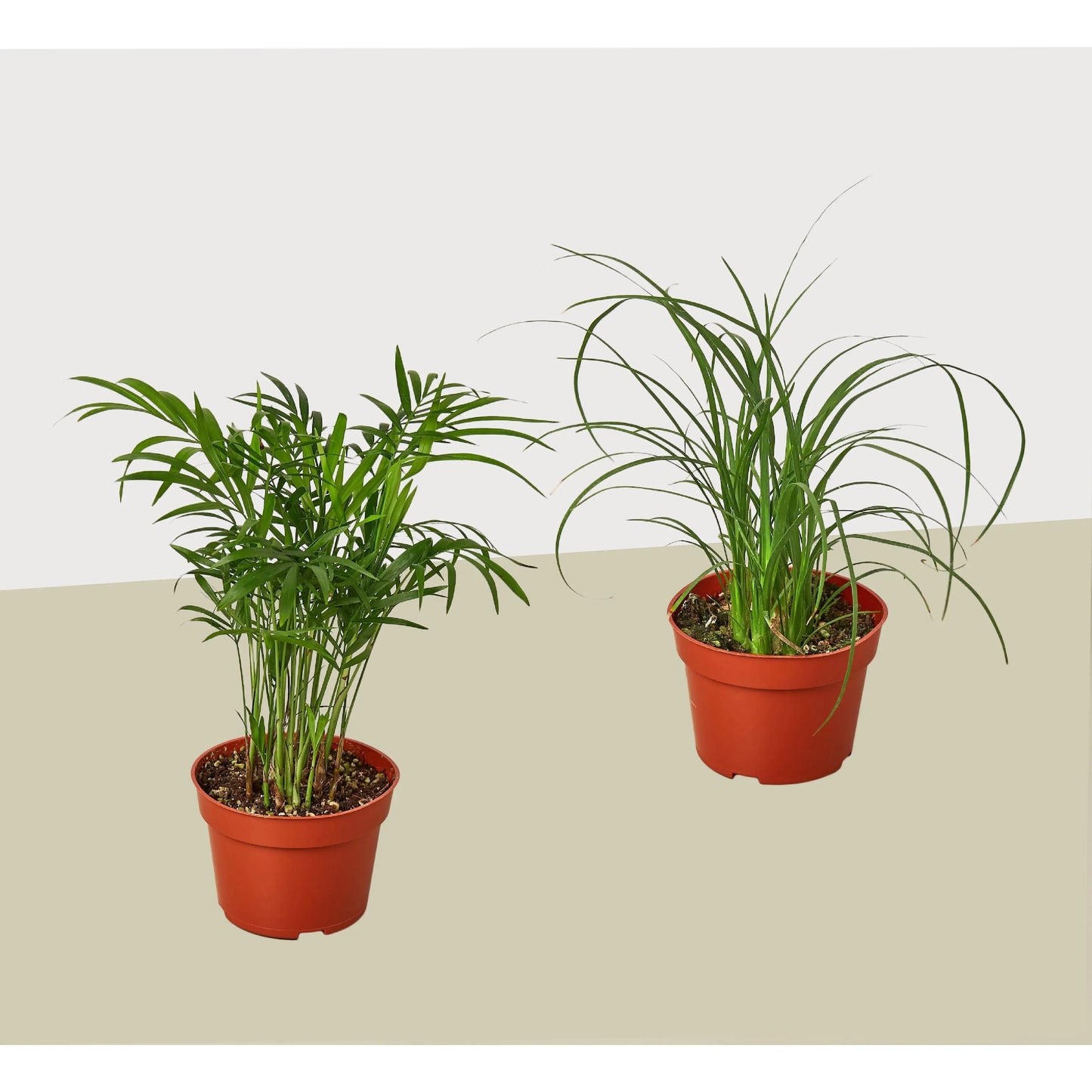 2 Palm Variety Pack 4" Pots House Plant Dropship Botani Haven
