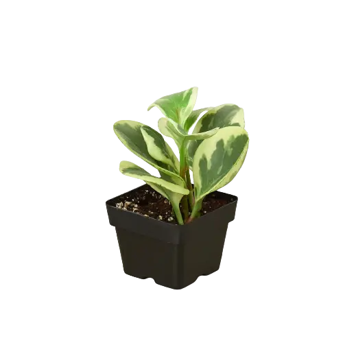 Peperomia 'Marble' House Plant Dropship Botani Haven