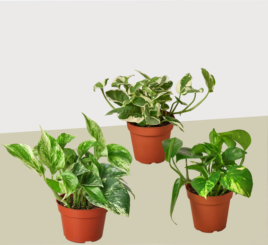 3 Pothos Variety Pack / 4" Pot / Live Plant / Home and Garden Plants House Plant Dropship Botani Haven