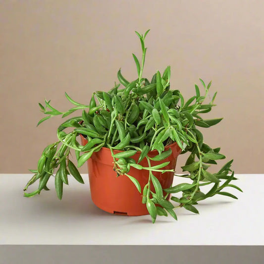 Succulent 'String of Bananas' House Plant Dropship Botani Haven