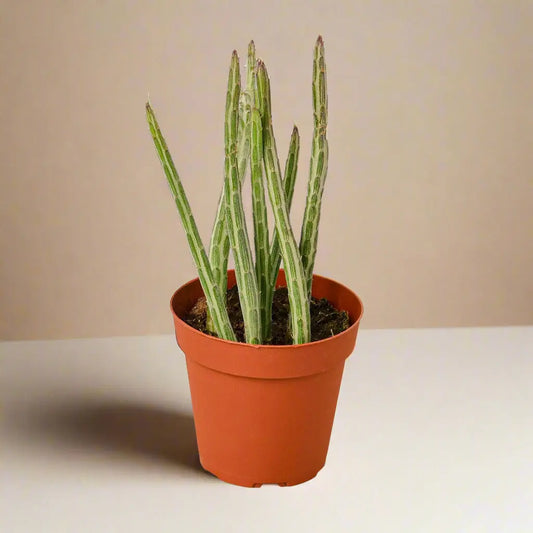 Senecio Stapeliiformis 'Pickle Plant' House Plant Dropship Botani Haven