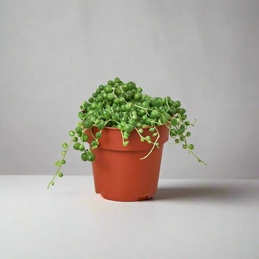 Succulent 'String of Pearls' House Plant Dropship Botani Haven