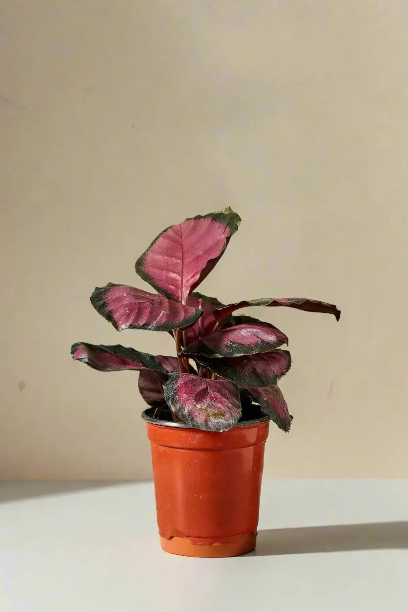 Calathea 'Purple Rose' House Plant Dropship Botani Haven