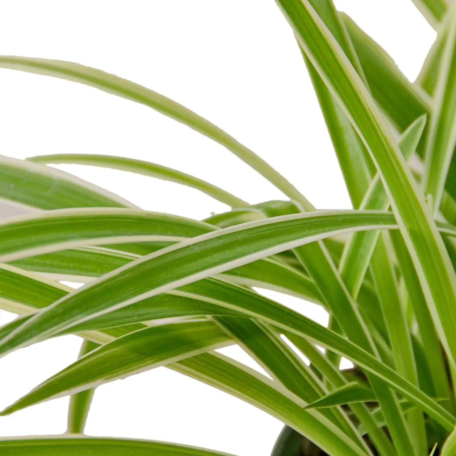 Spider Plant 'Reverse' House Plant Dropship Botani Haven