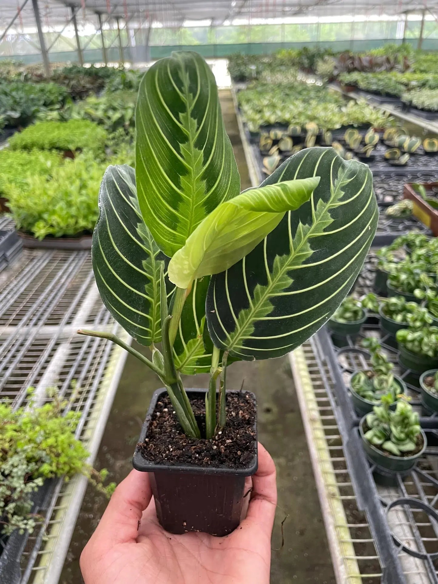 Maranta 'Lemon Lime' House Plant Dropship Botani Haven