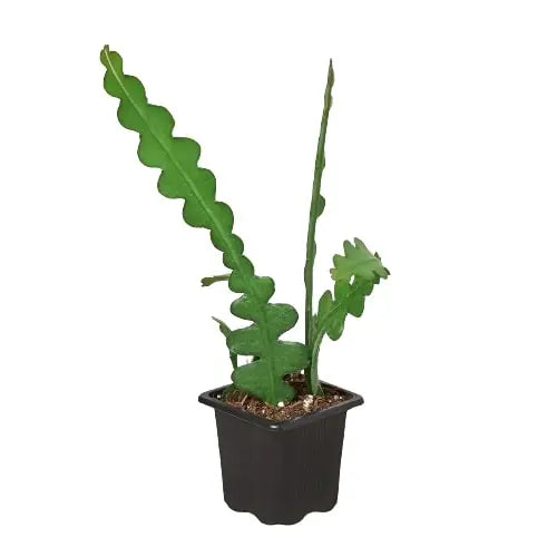 Epiphyllum 'Ric Rac' Cactus House Plant Dropship Botani Haven