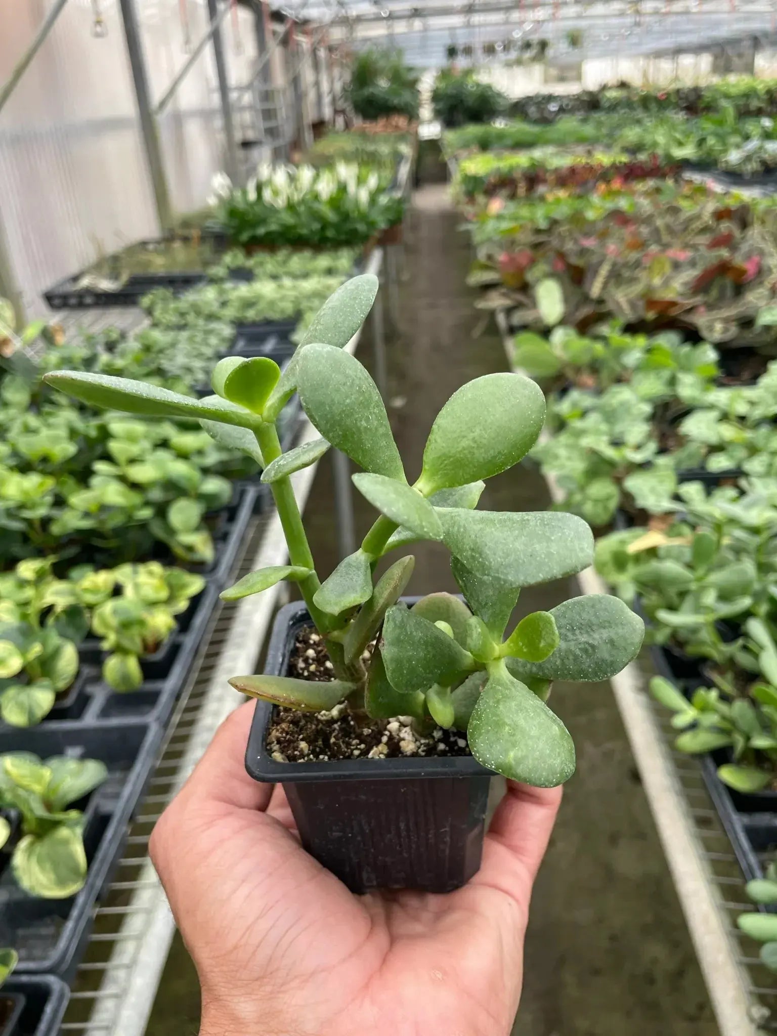 Succulent Crassula 'Jade' House Plant Dropship Botani Haven