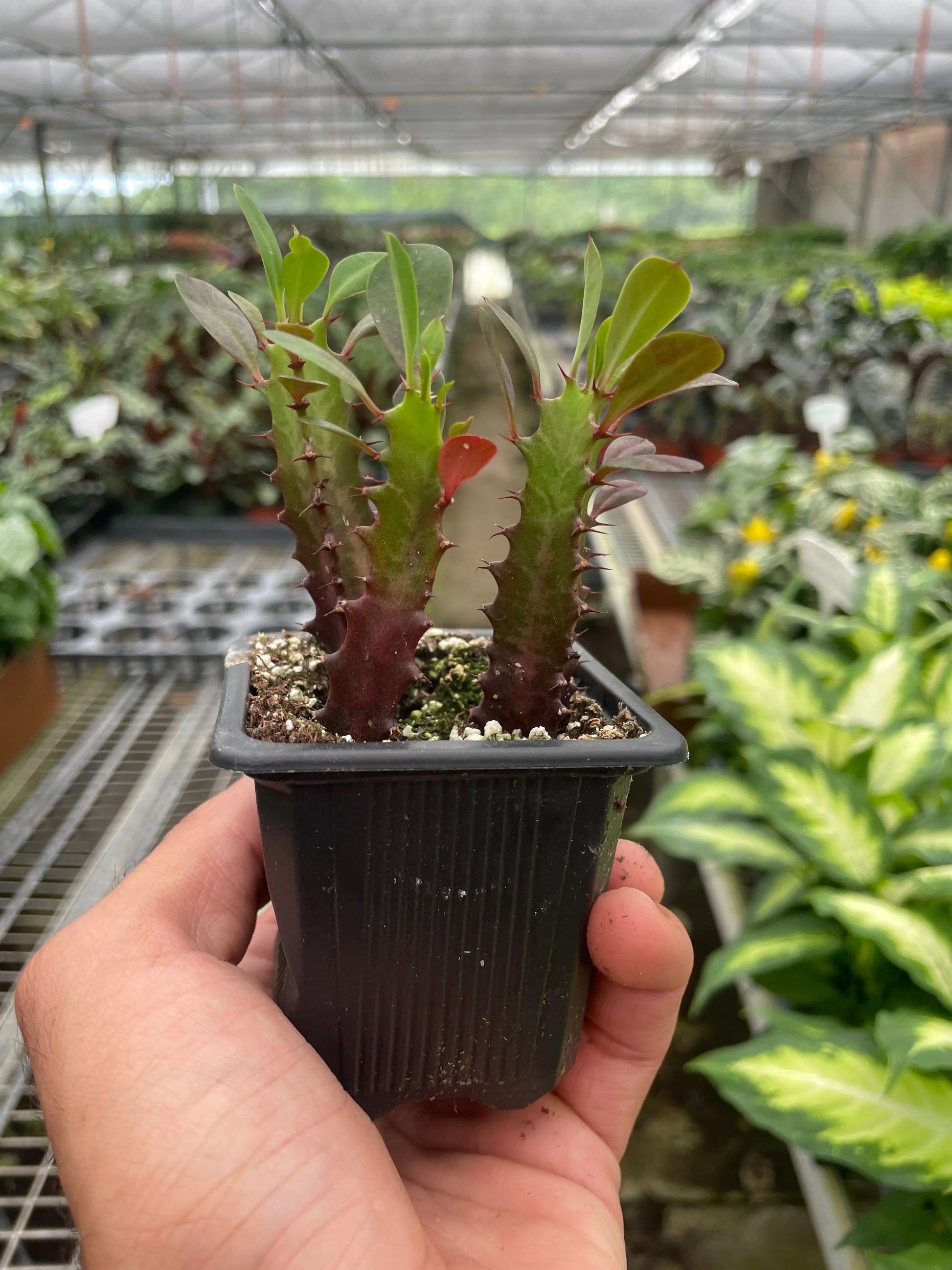 Succulent Euphorbia 'Trigona Rubra' House Plant Dropship Botani Haven