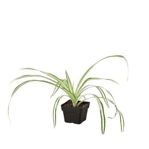 Spider Plant 'Reverse' House Plant Dropship Botani Haven