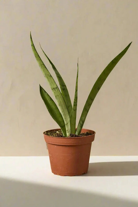 Snake 'Silver Princess' House Plant Dropship Botani Haven
