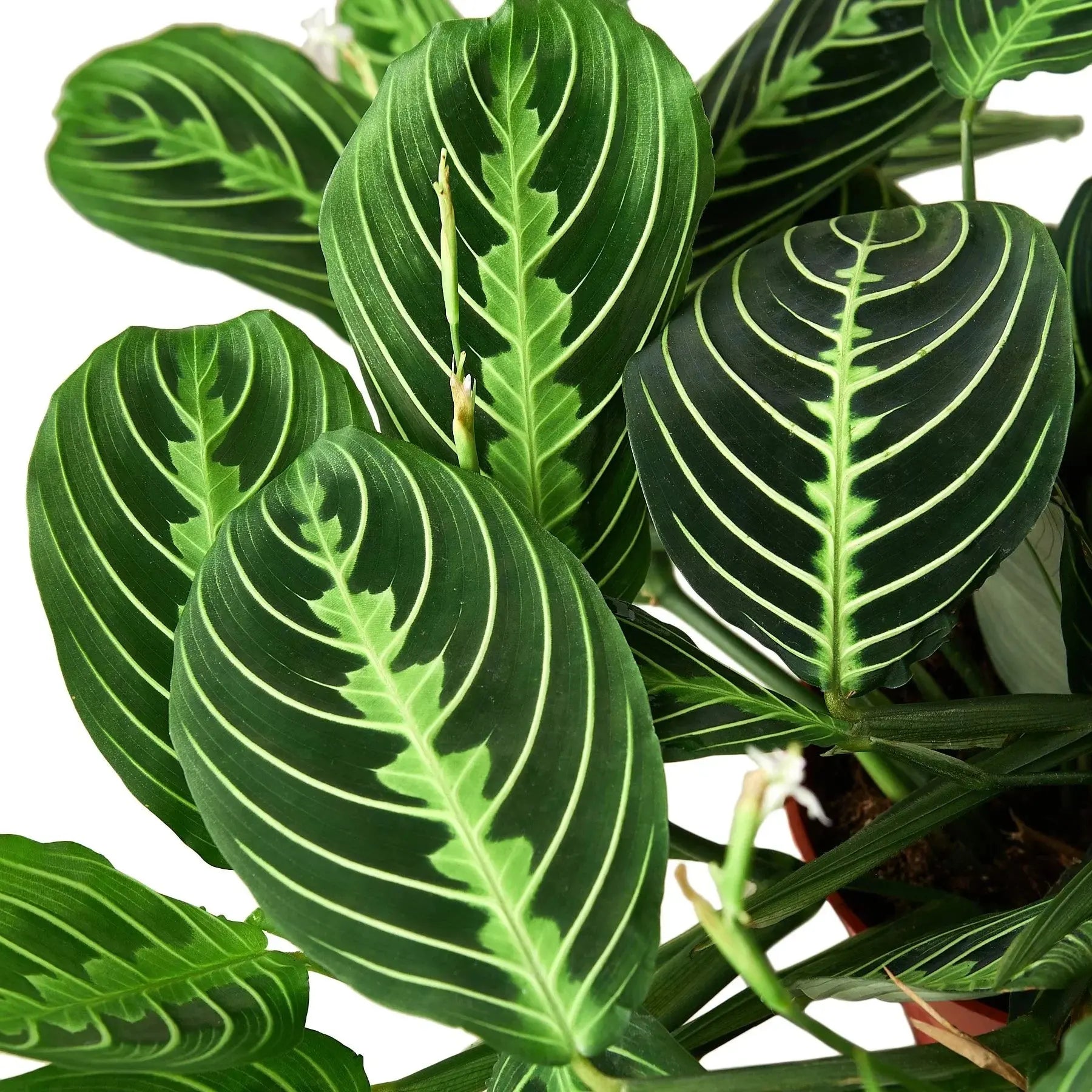 Maranta 'Lemon Lime' House Plant Dropship Botani Haven