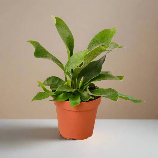 Fern 'Staghorn' House Plant Dropship Botani Haven