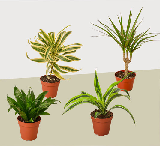 4 Different Dracaenas Variety Pack - Live House Plant - 4" Pot House Plant Dropship Botani Haven