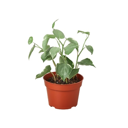 Peperomia 'Cupid' House Plant Dropship Botani Haven
