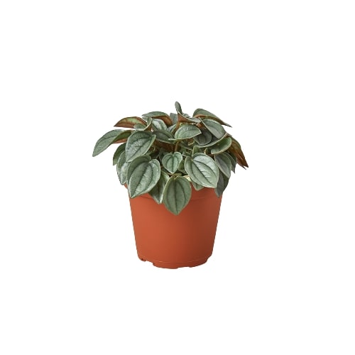 Peperomia 'Napoli Nights' - 4" Pot House Plant Dropship Botani Haven