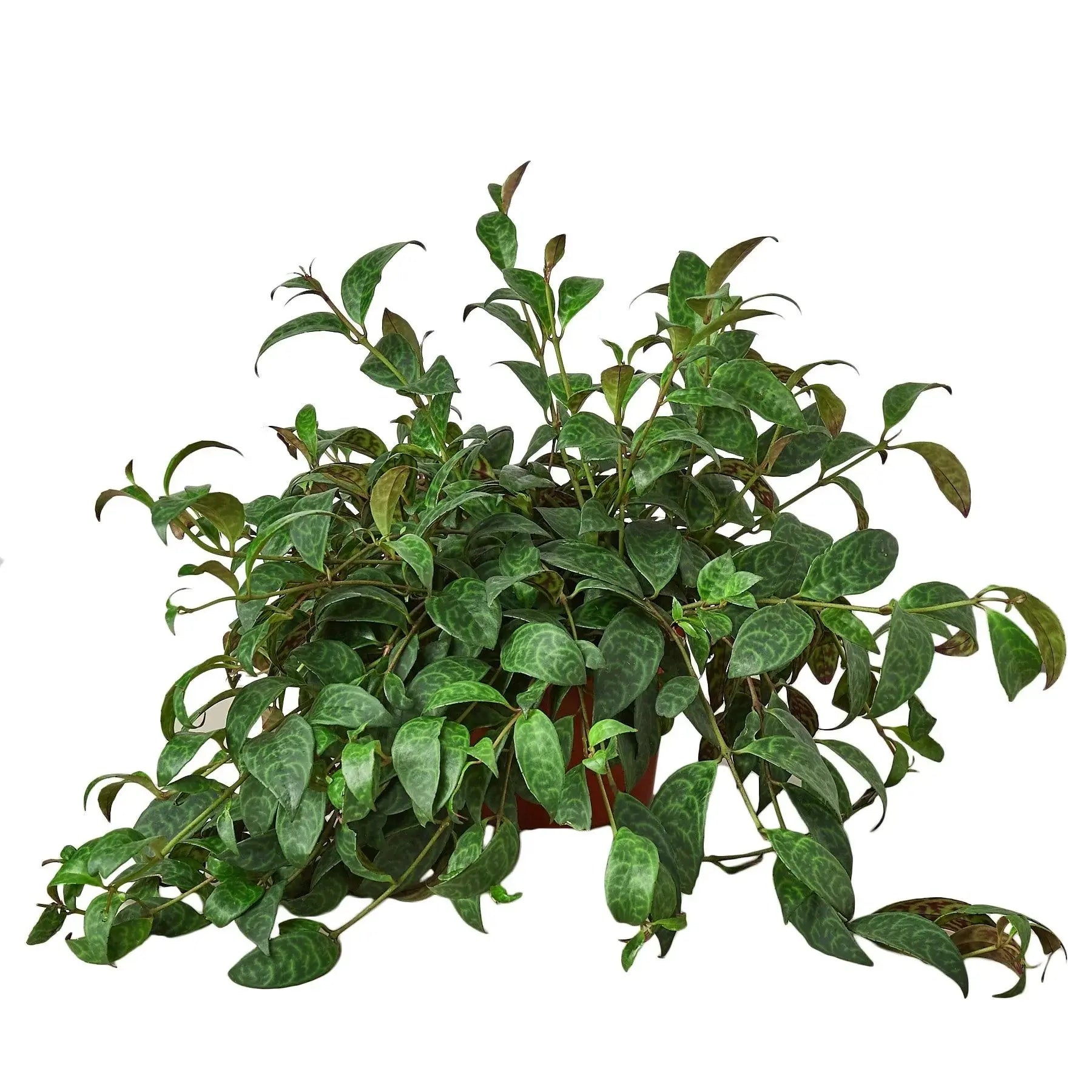 Lipstick 'Black Pagoda' House Plant Dropship Botani Haven