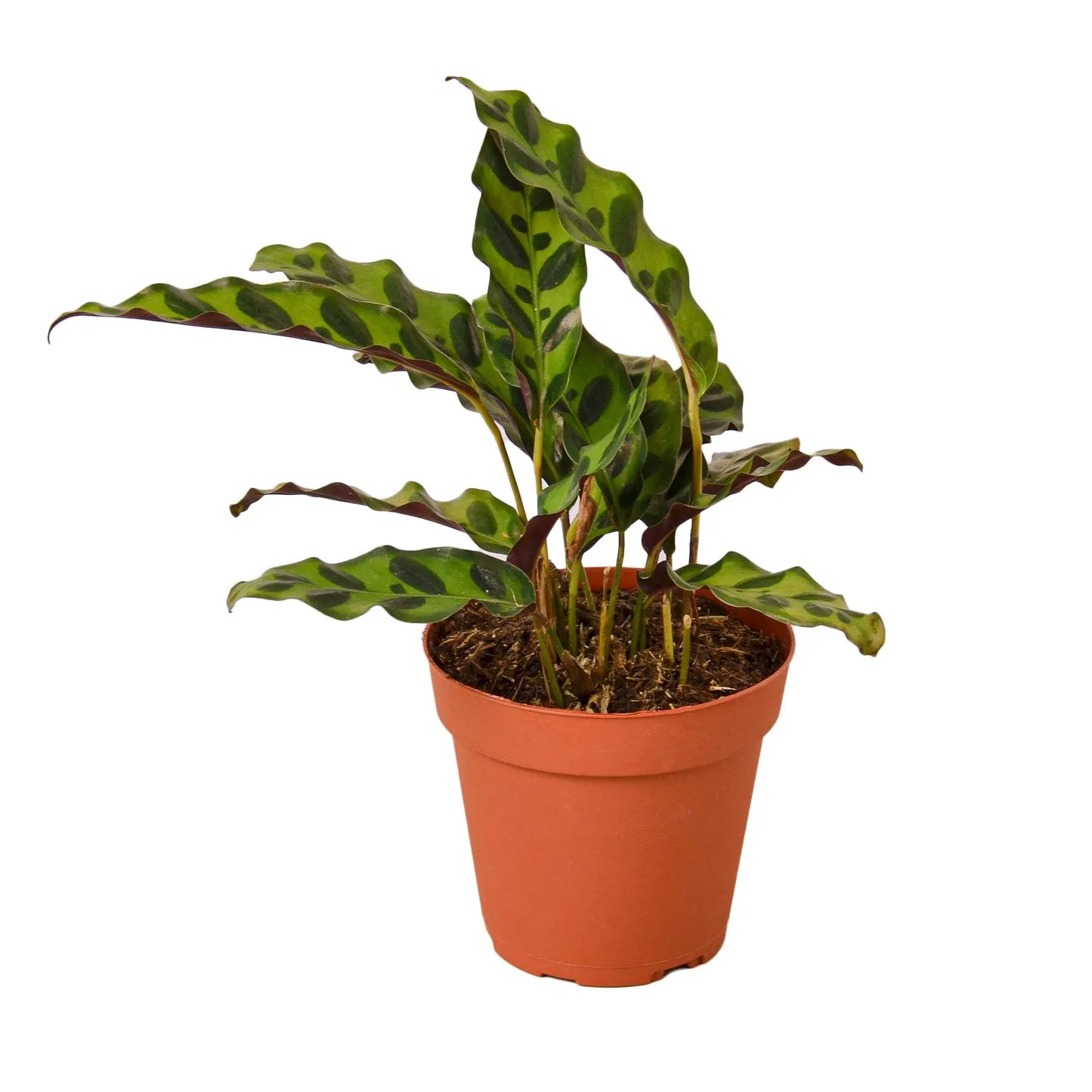 Calathea Lancifolia 'Rattlesnake' House Plant Dropship Botani Haven