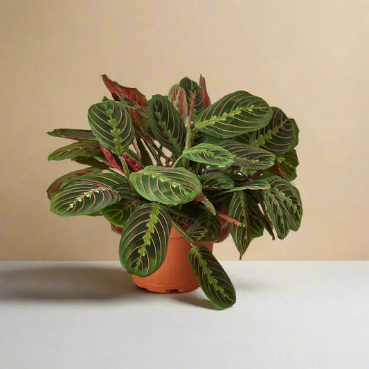 Maranta 'Red Prayer' House Plant Dropship Botani Haven