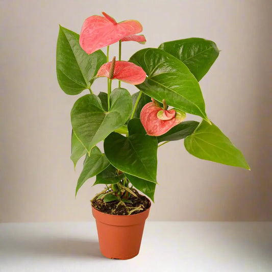 Anthurium 'Pink' House Plant Dropship Botani Haven