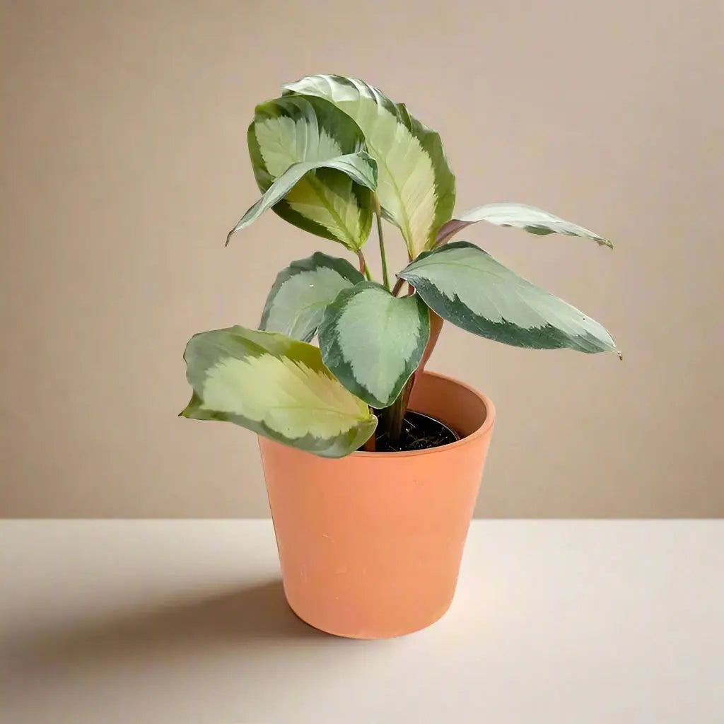 Calathea 'Picturata' House Plant Dropship Botani Haven