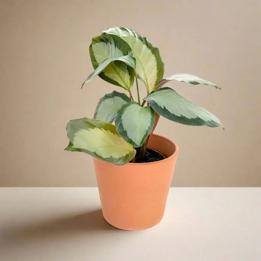 Calathea 'Picturata' House Plant Dropship Botani Haven