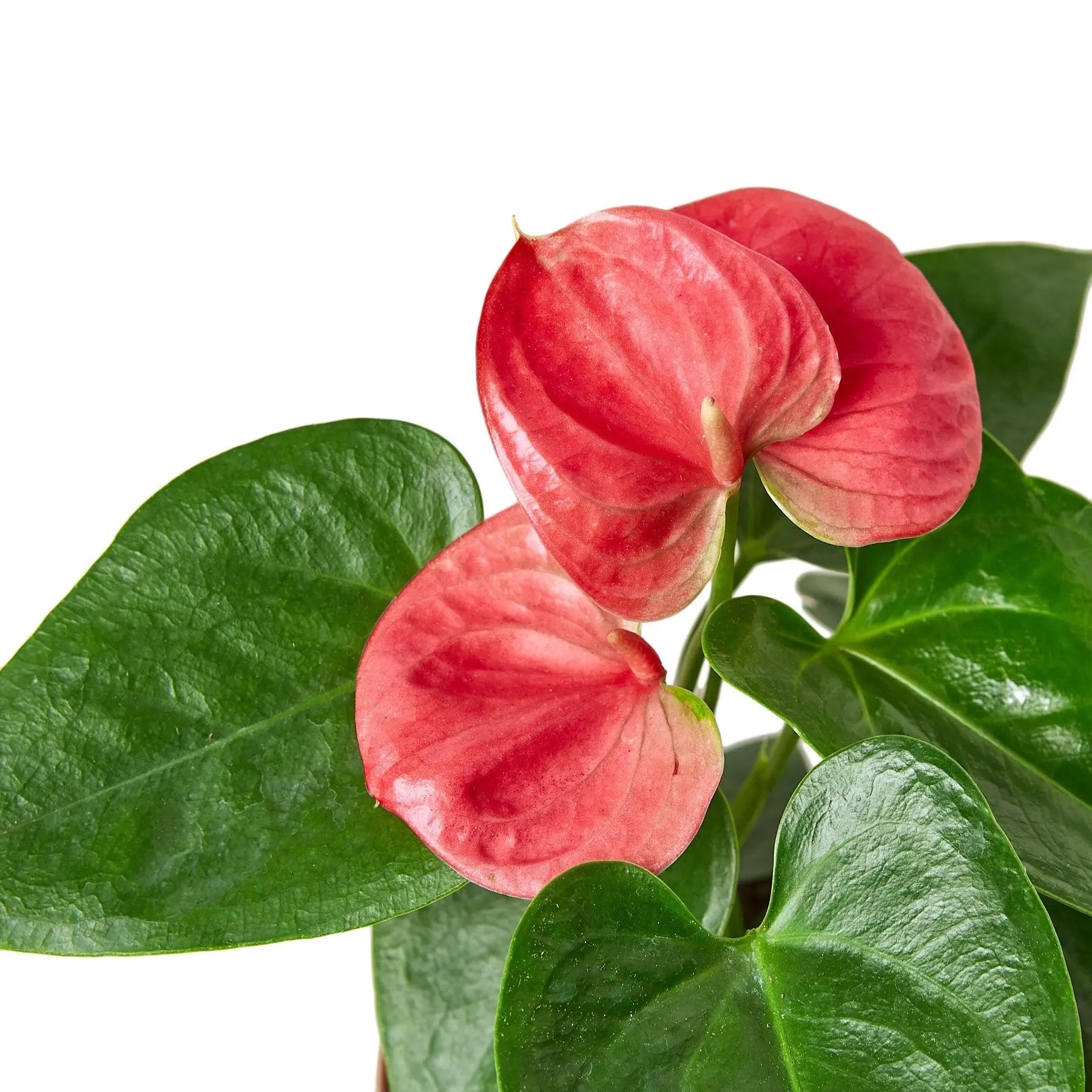 Anthurium 'Pink' House Plant Dropship Botani Haven